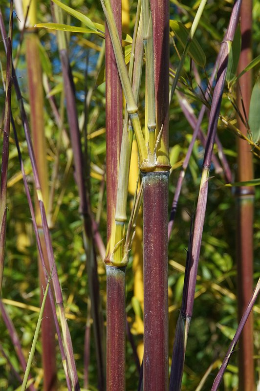 Phyllostachys aureosulcata Harbin-inversa